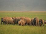 Explore Jim Corbett National Park, India