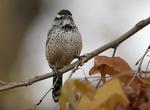 Birding at Chiricahua National Monument, Arizona