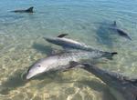 See Dolphins at Monkey Mia Dolphin Resort, Australia