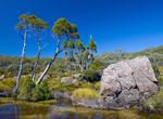 Explore Mount Field National Park, Tasmania, Australia