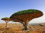 See a Dragon Blood Tree