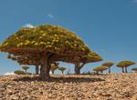 Explore Socotra Archipelago, Yemen (UNESCO site)