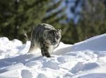 See Snow Leopard in the Wild