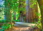 Hike Redwood Creek Trail, Redwood National and State Parks, California