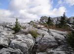 Explore Dolly Sods Wilderness Area, West Virginia