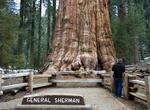 See General Sherman Tree, Sequoia National Park, California