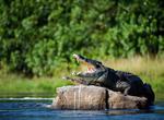 See Nile Crocodile in the Wild