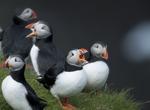 Birding at Faroe Islands