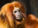 See a Golden-Headed Lion Tamarin in the Wild