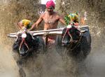 Attend Water Buffalo Racing Festival