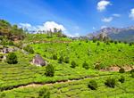 See Tea Plantation in Munnar, India