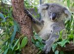 Visit Lone Pine Koala Sanctuary, Queensland, Australia