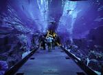 Visit The Dubai Aquarium and Under Water Zoo, UAE