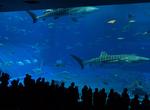 Visit Churaumi Aquarium, Okinawa, Japan