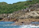 See Humboldt and Magellanic Penguins at Puñihuil Islets, Chile