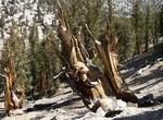 See Methuselah Tree, Ancient Bristlecone Pine Forest, California