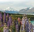 5-Day South Island Tour from Christchurch