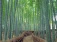 Kyoto Sagano Bamboo Grove & Arashiyama Walking Tour (No Yakatabune Lunch Cruise)