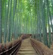 Kyoto Sagano Bamboo Grove & Arashiyama Walking Tour (No Yakatabune Lunch Cruise)