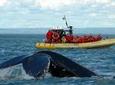 Full-Day Whale Watching Cruise from Quebec City