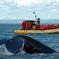 Full-Day Whale Watching Cruise from Quebec City