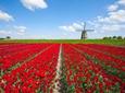 Rotterdam, Delft & The Hague Full-Day Tour from Amsterdam