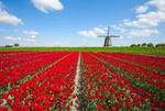 Rotterdam, Delft & The Hague Full-Day Tour from Amsterdam