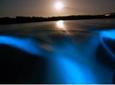 Mystic Luminescent Lagoon Night Cruise in Jamaica
