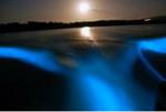 Mystic Luminescent Lagoon Night Cruise in Jamaica