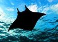 Manta Ray Night Snorkel Tour from Kona