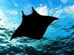 Manta Ray Night Snorkel Tour from Kona