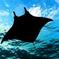 Manta Ray Night Snorkel Tour from Kona