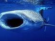 Small-Group Eco Friendly: Whale Sharks tour in Cancun & Riviera Maya