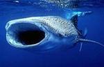 Small-Group Eco Friendly: Whale Sharks tour in Cancun & Riviera Maya