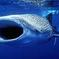 Small-Group Eco Friendly: Whale Sharks tour in Cancun & Riviera Maya