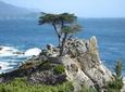 Monterey, Carmel and 17-Mile Drive - Full Day Tour from San Francisco