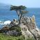 Monterey, Carmel and 17-Mile Drive - Full Day Tour from San Francisco