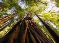 Muir Woods & Sausalito Half-Day Tour (Return by Bus or Ferry from Sausalito)