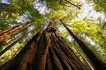 Muir Woods & Sausalito Half-Day Tour (Return by Bus or Ferry from Sausalito)