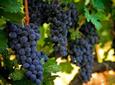 Napa and Sonoma Wine Country Full-Day Tour from San Francisco