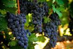 Napa and Sonoma Wine Country Full-Day Tour from San Francisco