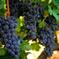Napa and Sonoma Wine Country Full-Day Tour from San Francisco