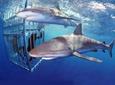 Oahu Shark Dive