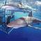 Oahu Shark Dive