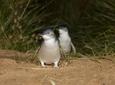 Phillip Island Penguin, Brighton Beach, Moonlit Sanctuary from Melbourne