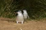 Phillip Island Penguin, Brighton Beach, Moonlit Sanctuary from Melbourne
