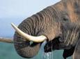 Pilanesberg Game Reserve Safari and Sun City Day Trip