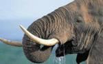 Pilanesberg Game Reserve Safari and Sun City Day Trip