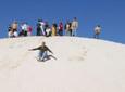 Pinnacles Desert, Koalas and Sandboarding 4WD Day Tour from Perth