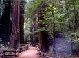 San Francisco Super Saver: Muir Woods & Wine Country w/ optional Gourmet Lunch